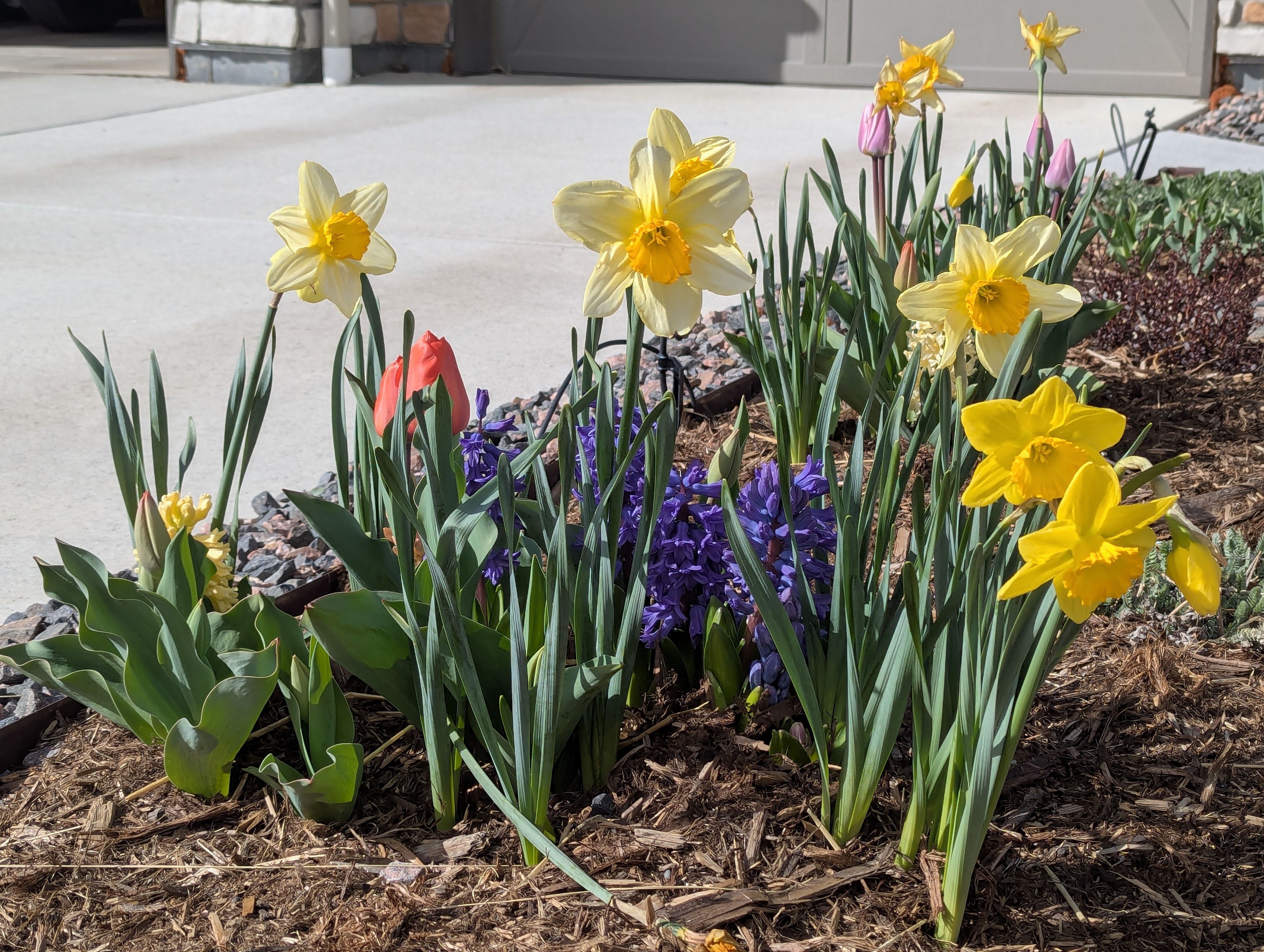 Hyacinth, Daffodils, Tulips, Morrison, Colorado